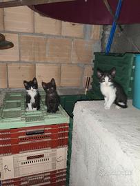 Ultimo gattino