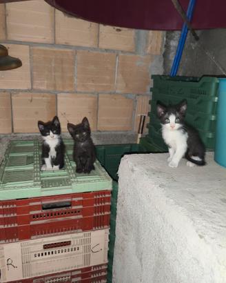 Ultimo gattino