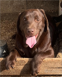 Cuccioli di labrador retriever puro chocolate