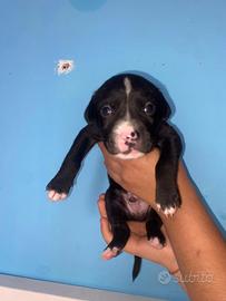 Cuccioli pitbull