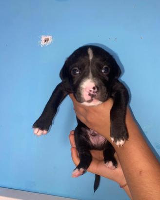 Cuccioli pitbull