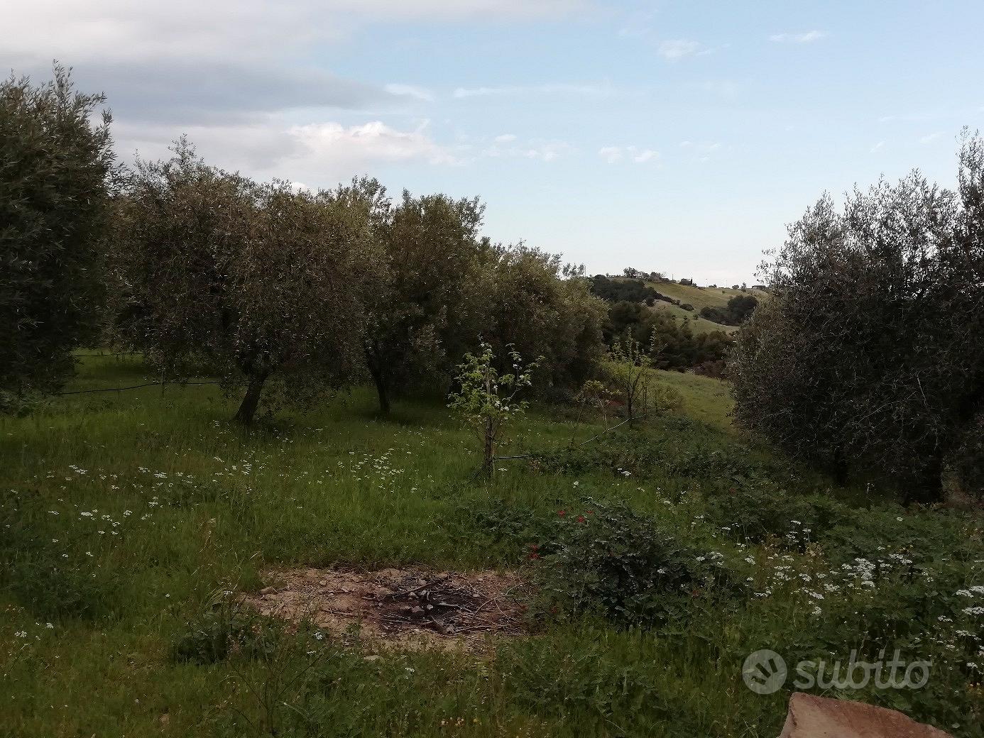 Terreno con uliveto - Vista 4