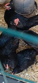 Galline