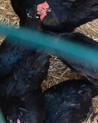 Galline