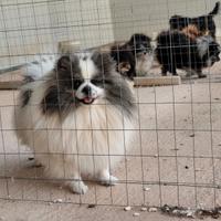 Volpino di Pomerania