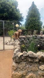 Cane lagotto di 1 anno e 4 mesi vaccinato