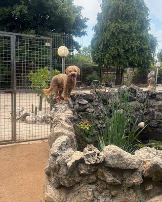 Cane lagotto di 1 anno e 4 mesi vaccinato