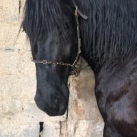 Cavallo