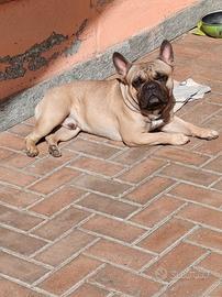 Monta bulldog francese maschio