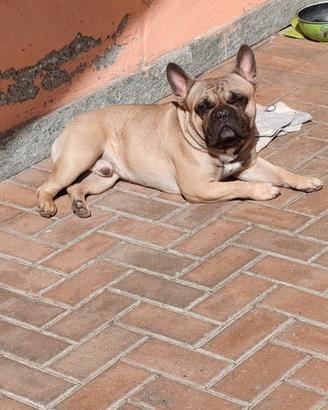 Monta bulldog francese maschio