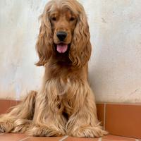 Cocker Spaniel Inglese per Monta