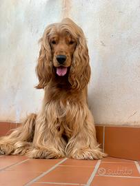 Cocker Spaniel Inglese per Monta