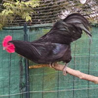 Galli razza australorp