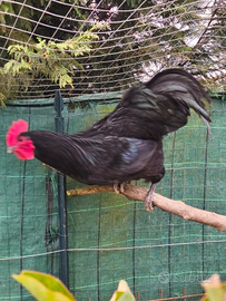 Galli razza australorp