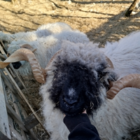 Montone riproduttore naso nero del vallese