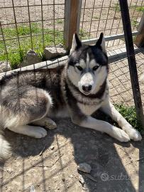 Cucciolone di Husky