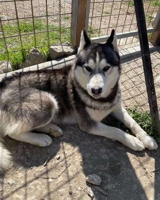 Cucciolone di Husky