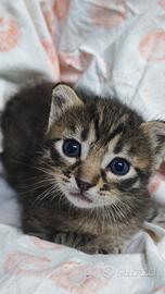 gatti 