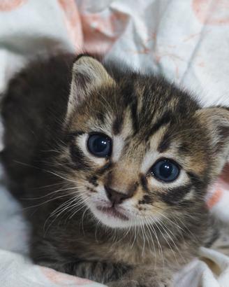 gatti 