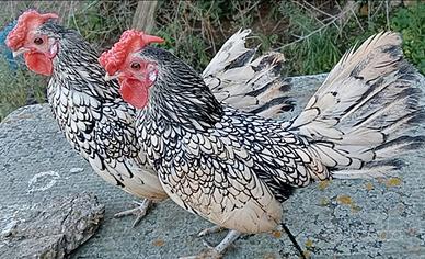 Galli nani sebright