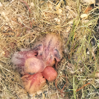 Pulli di inseparabili roseincollis