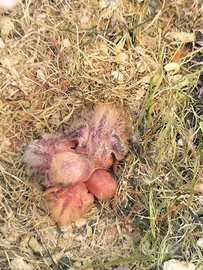 Pulli di inseparabili roseincollis