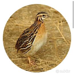 Quaglie Jumbo