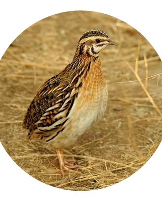 Quaglie Jumbo