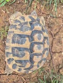 Tartarugh sub adulti maschi