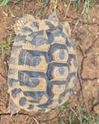 Tartarugh sub adulti maschi