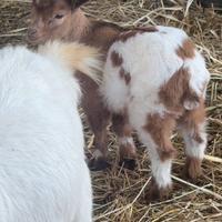 Capretto tibetano