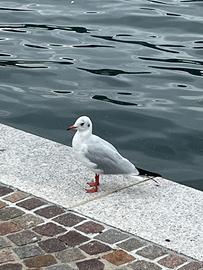 Licenza NCC provincia Rovigo