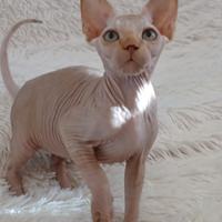 Sphynx maschio cucciolo