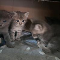 Gattini di un mese senza mamma