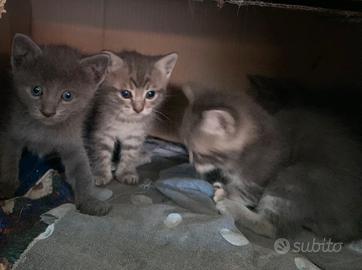 Gattini di un mese senza mamma