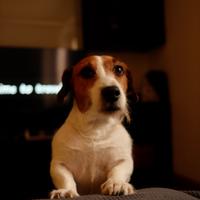 Jackrussel terrier broken per accoppiamento