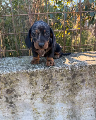 Bassotto kaninchen