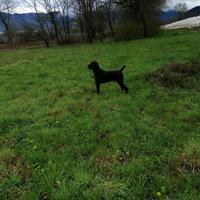 Cane da ferma Drathaahr