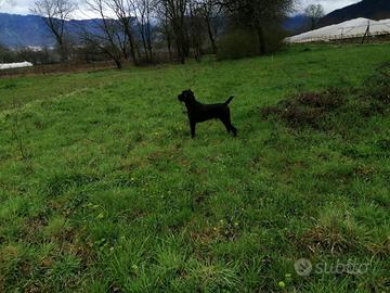 Cane da ferma Drathaahr