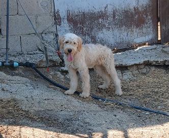 cane g