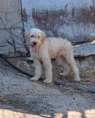 cane g