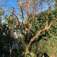 Pianta di ulivo Frantoio