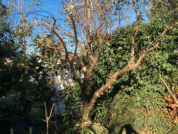 Pianta di ulivo Frantoio