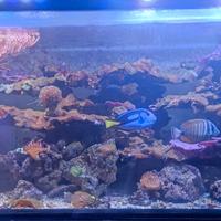 Acquario marino completo