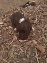 Lagotto romagnolo