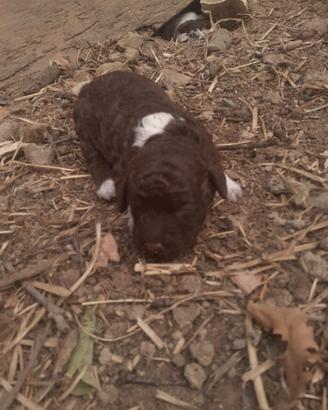 Lagotto romagnolo