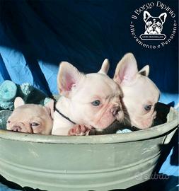 Cuccioli bulldog francese platinum