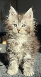 Maine Coon