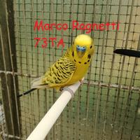 Cocorite - Pappagallini ondulati