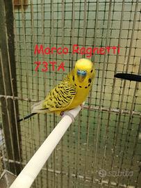 Cocorite - Pappagallini ondulati